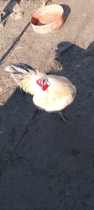 Vând o rață românească și un cocoș