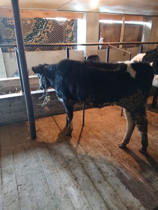 Таналар сатылады .