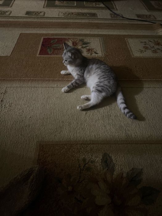 Отдам в добрые руки