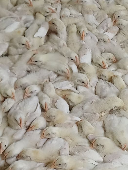 Продам цыплят 10