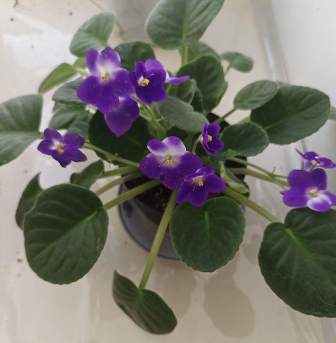 Цветы сенполия листики в стаканчике