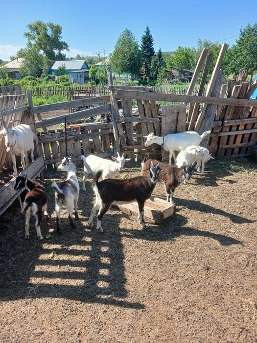 Продам козлят, три месяца.