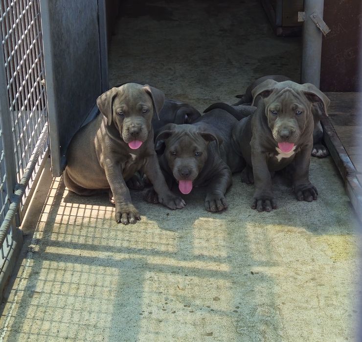 ТОП Американско були хл American bully xl ABKC