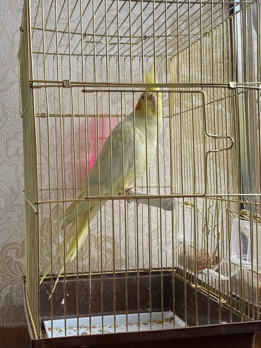 Папугай Корелла жёлтого цвета