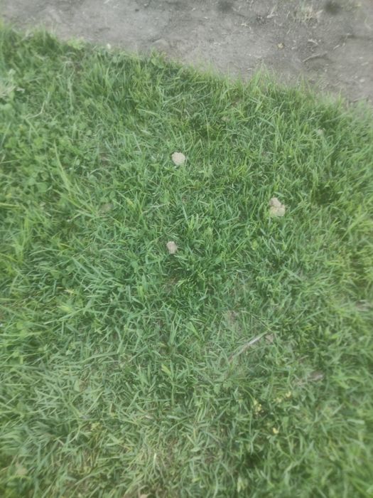 Tabiiy chim va ajriq