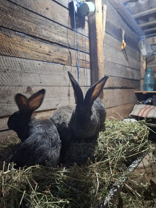 Iepuri uriaș german