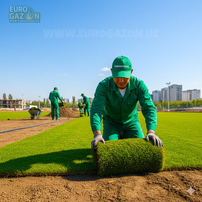 Рулонные газоны в ташкенте от компании евро газон