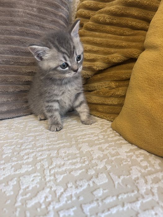 Baietel British Tabby Silver