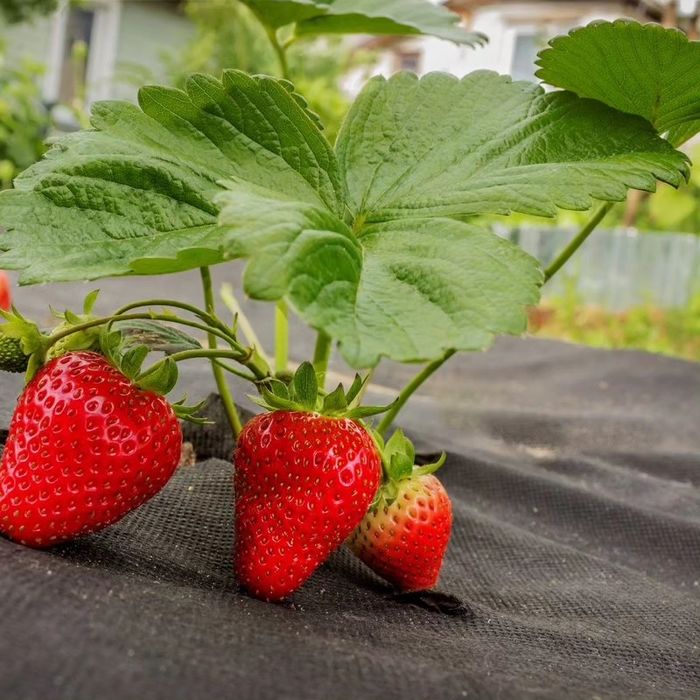Мульча от сорняков, бегона ўтларга қарши. Сифатли Россия. Оптом нарх