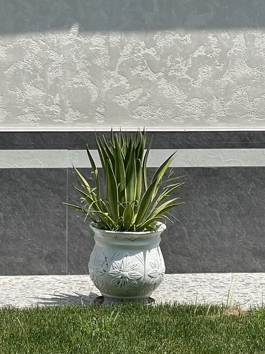 Агава - разные сорта