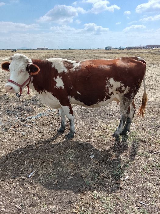Vaca de a fata 5 luni