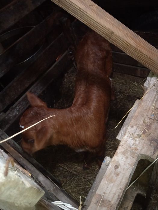 Срочно продам тёлочку 2недельную