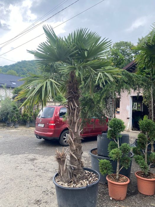 Palmieri trachycarpus fortunei de mai multe dimensiuni