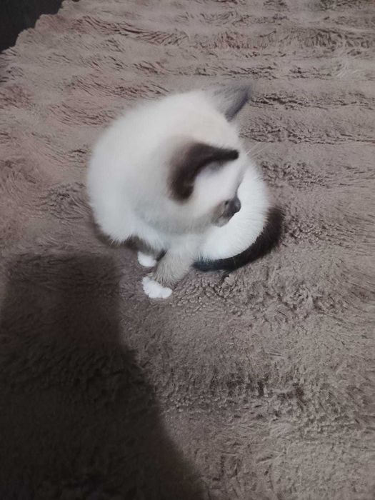 отдам котенка в добрые руки