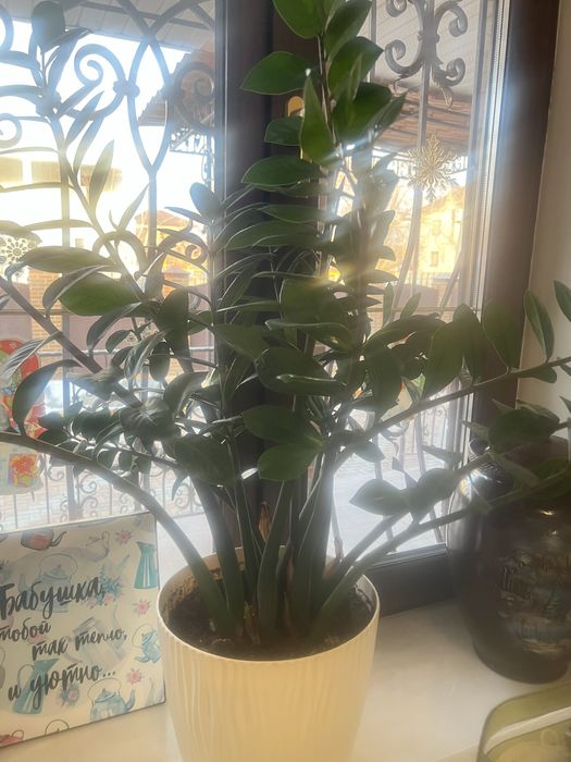 Живые цветы для офиса