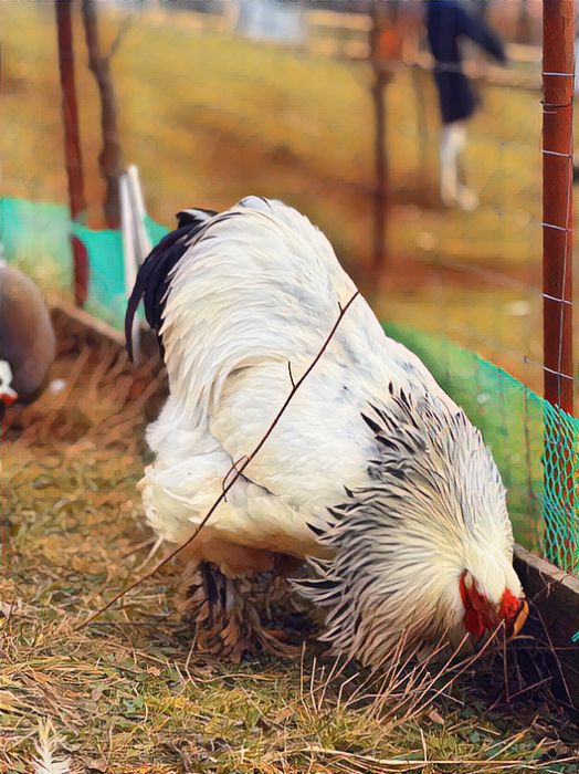 Oferta Oua incubat gaini brahma herminat deschis