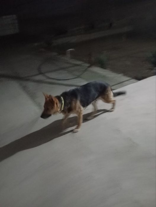 Nemis afcharkasi (1 yarim yosh)