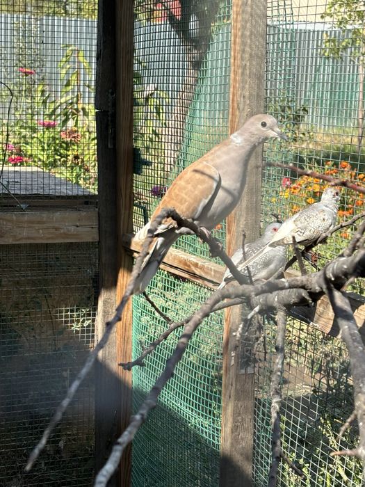 Смеющиеся горлицы