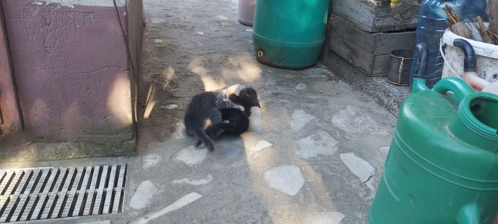 Подарявам Котета малки бебешоци