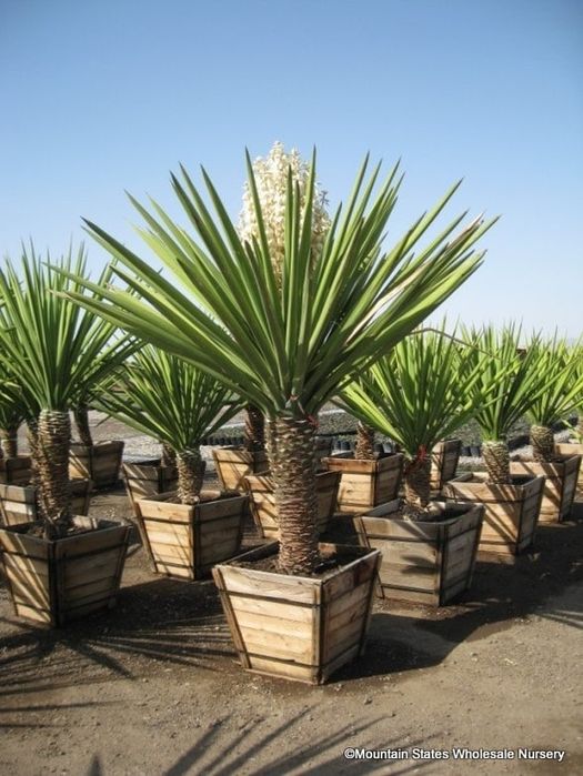 Rasaduri de Yucca Faxoniana