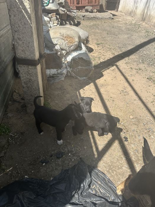 Щенки лайка званок