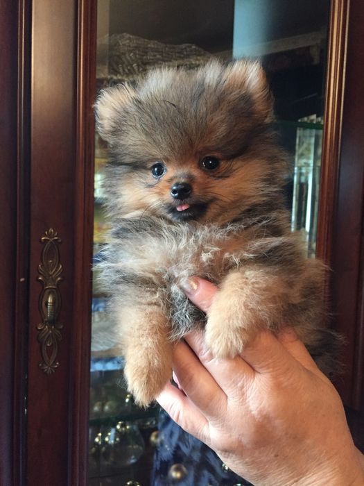 померанский шпиц