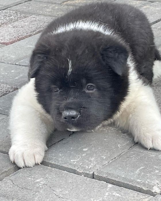 Щенки американской акиты