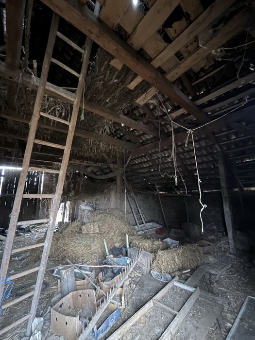 Stejar vechi de vanzare