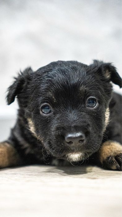 Отдам щенков в добрые руки!