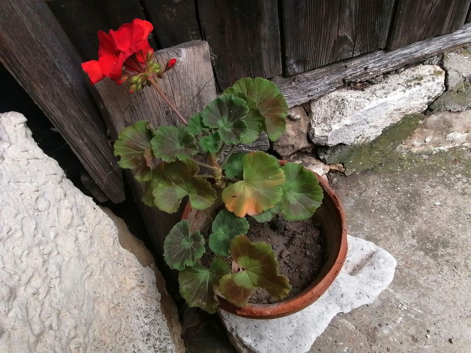 Продава се Къща в Алфатар - 120 кв.м за 276 €/кв.м - Снимка #11