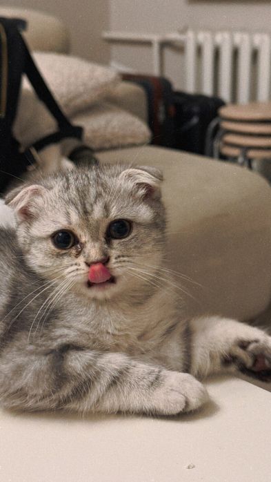 Котята (1 мальчик, 3 девочки)