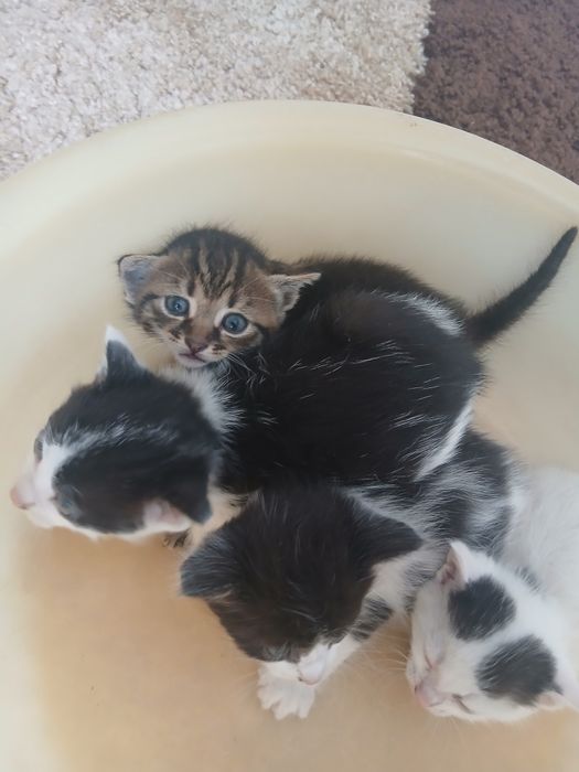 Donez gratis pui de pisici