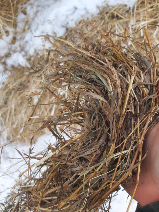 Продам сено в полтных рулонах