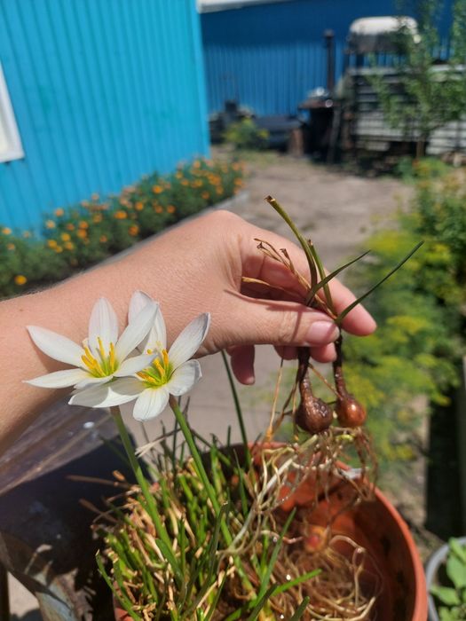 Продам луковицы " травки"