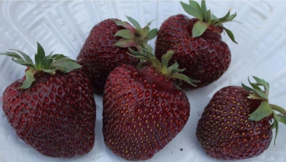 Саженцы клубники