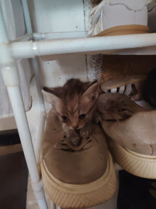 Отдам котят 2 месяца