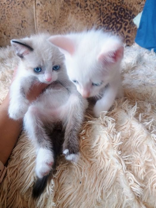 Отдам в добрые руки котят