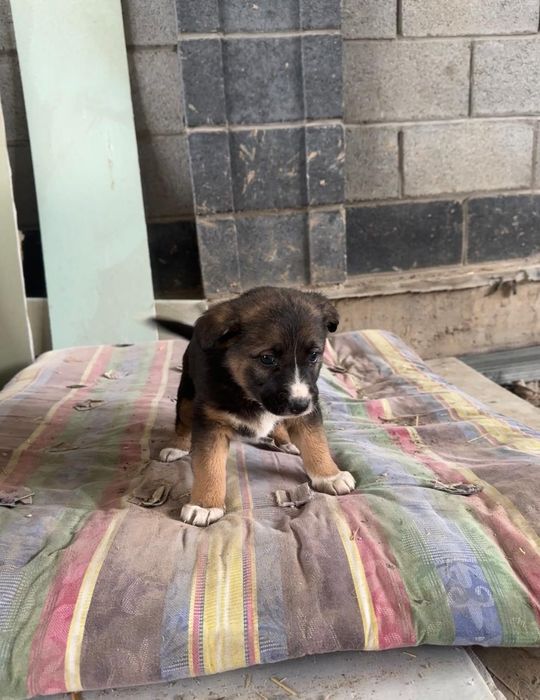 Щенки карапузики