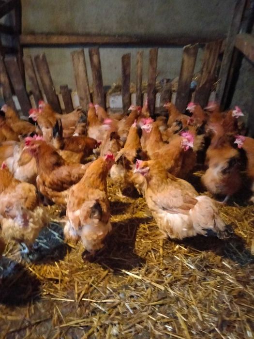 Vand Gaini din 2025 crescute cu cereale proprii.