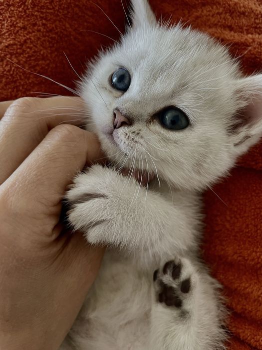 Serebristiya shinshilla srochna sotiladi