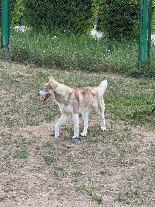 очень красивая собака