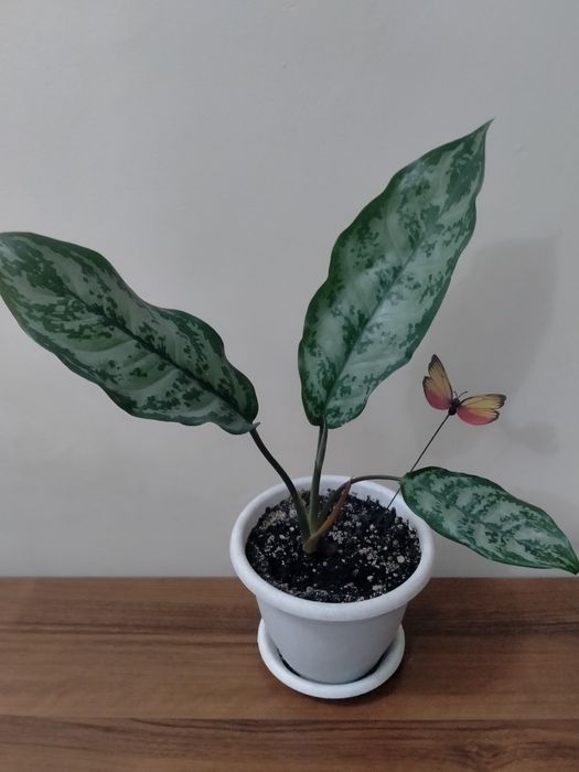 Продам аглаонему