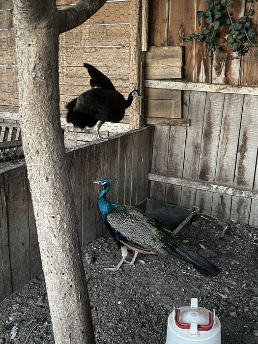 Паун индийски, чернокрили