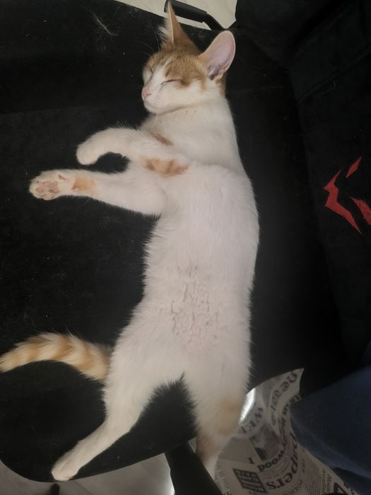 Кошка в хорошие руки