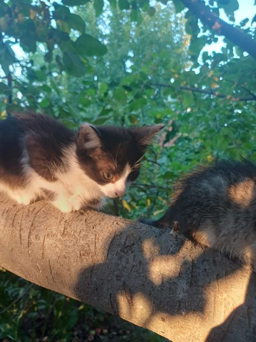 Домашние котята ^^