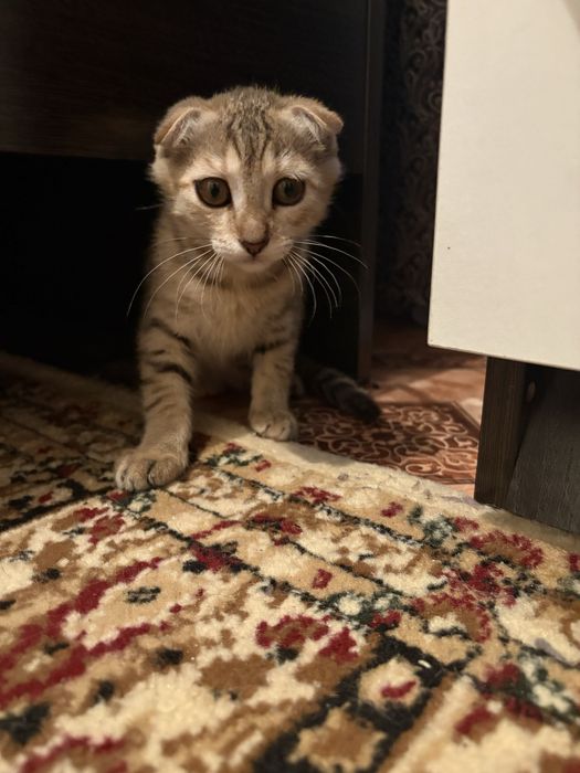 Кошки 3 месяц,кошки 3 месяц