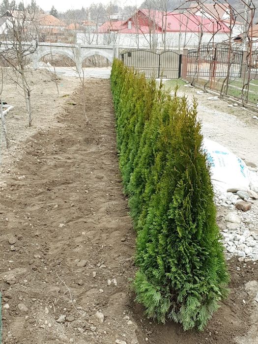 Vindem tuia smaragd de mai multe dimensiuni