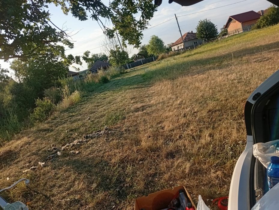 Sa făcut junglă pe terenul dumneavoastră?
