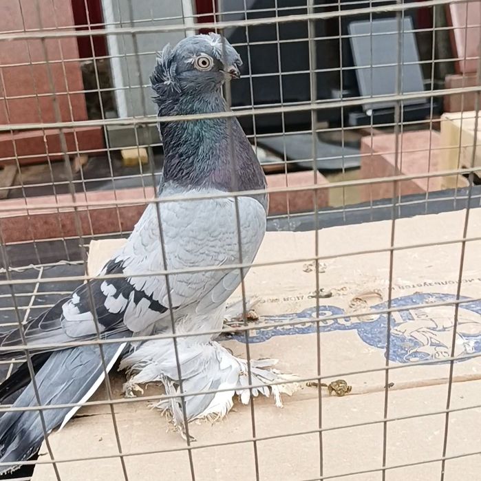 Голуби сизый самец