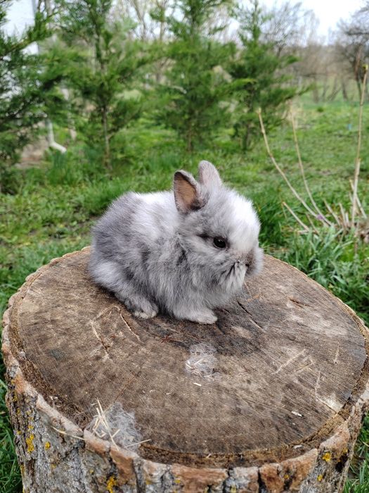 Vând iepuri cap de leu rasă pură